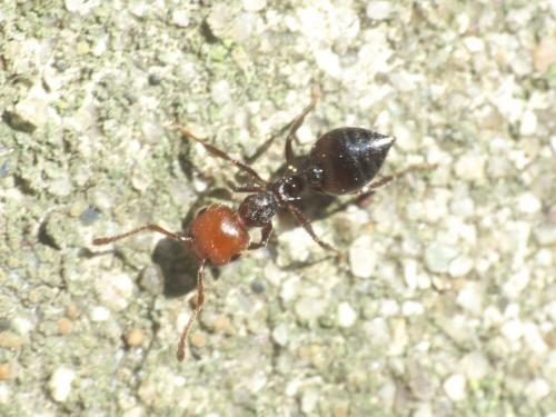 Réf. 224 334 : Crematogaster scutellaris